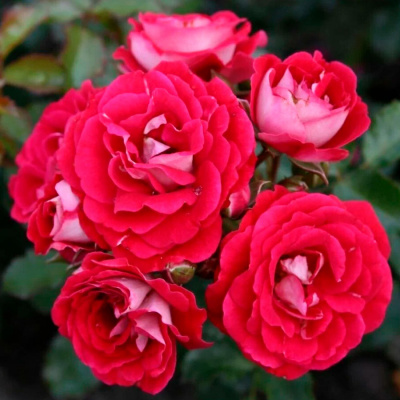 Роза "Corazon"