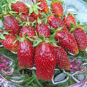Земляника "Дар Купчихи"