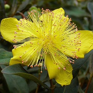 Зверобой чашечковидный "Rose of Sharon"