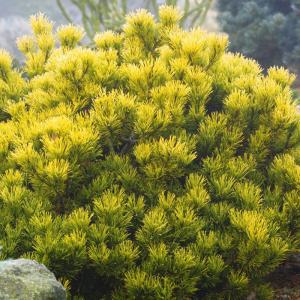 Сосна горная "Nana Balcanica Aurea"
