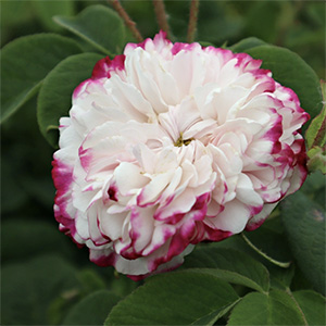 Роза "Leda / Painted Damask"