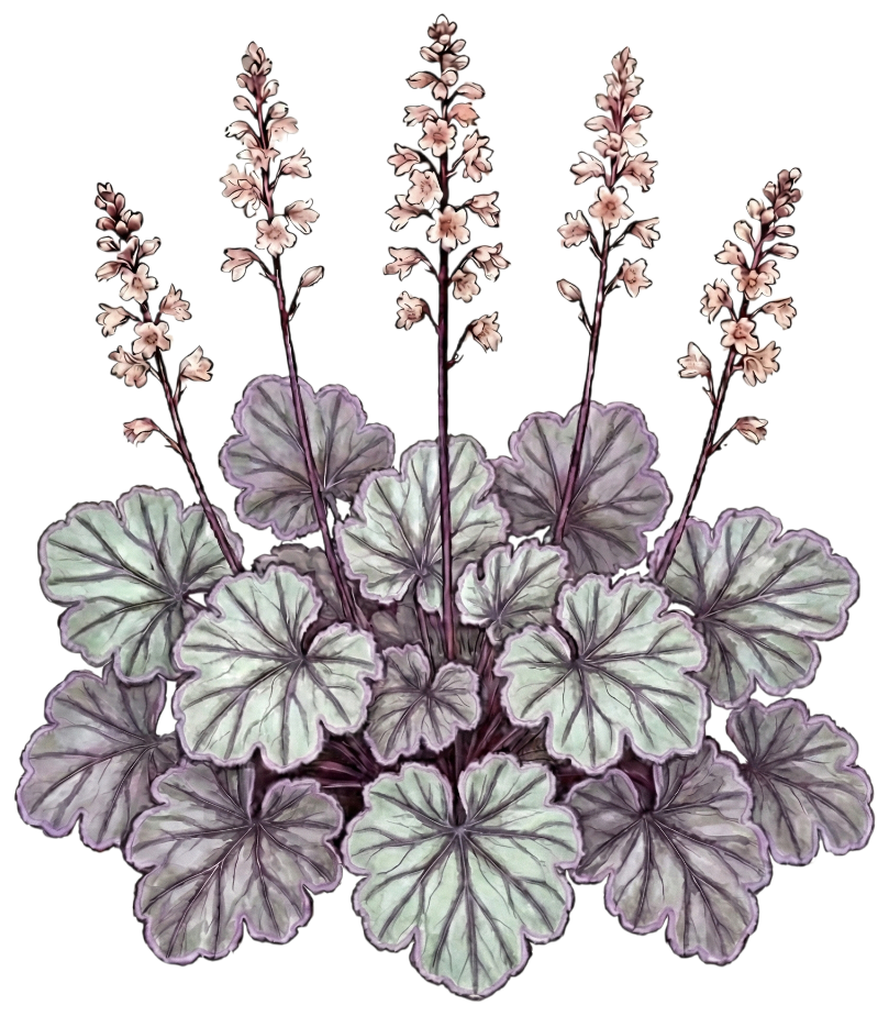 Гейхера 