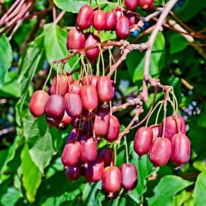 Актинидия аргута "Scarlet September Kiwi"