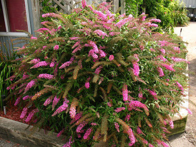 Буддлея давида "Pink Delight"
