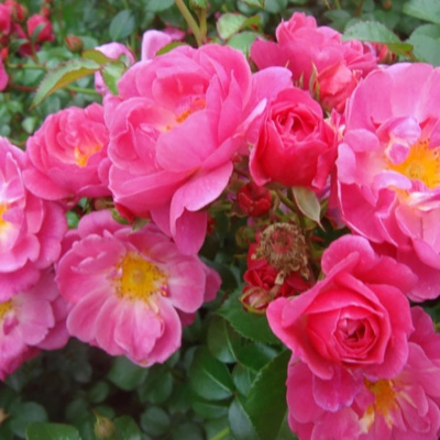 Роза "Fuchsia"