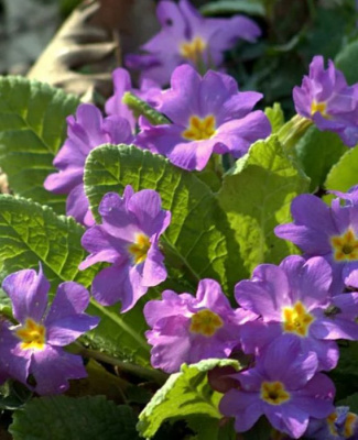 Примула бесстебельная "Wanda Lilac"