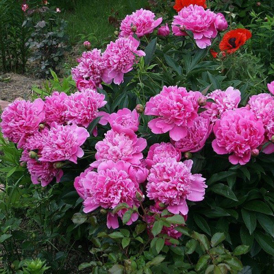Пион молочноцветковый "Edulis Superba"