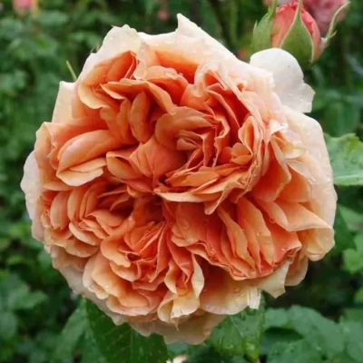 Роза "Belle D'Anjou"