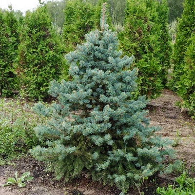 Ель колючая "Glauca" (голубая)