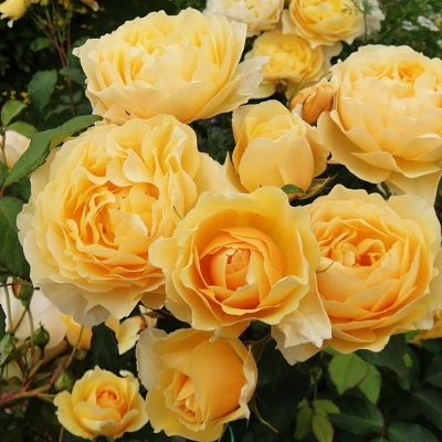 Роза "Graham Thomas"
