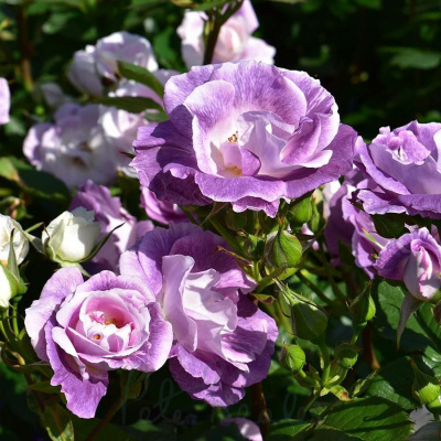 Роза "Blue for You"