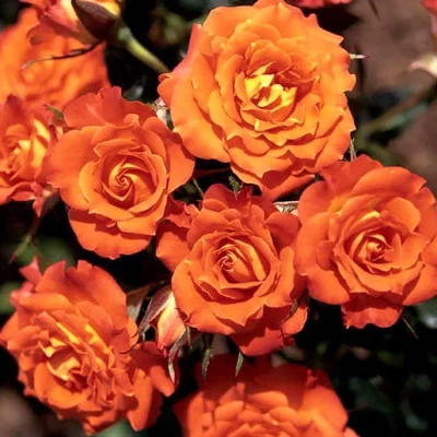Роза "Orange Symphonie"